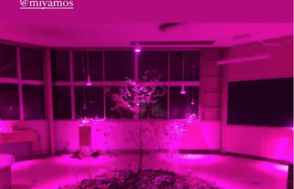An art installation featuring a central plant surrounded by pink lighting in a spacious room with large windows.