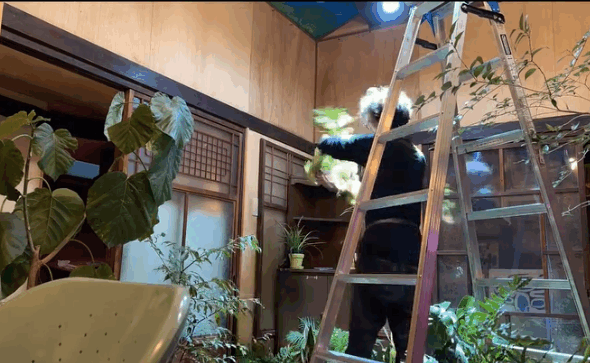 Person using a ladder to arrange plants in a room filled with greenery and natural light.
