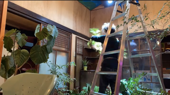 Person using a ladder to arrange plants in a room filled with greenery and natural light.