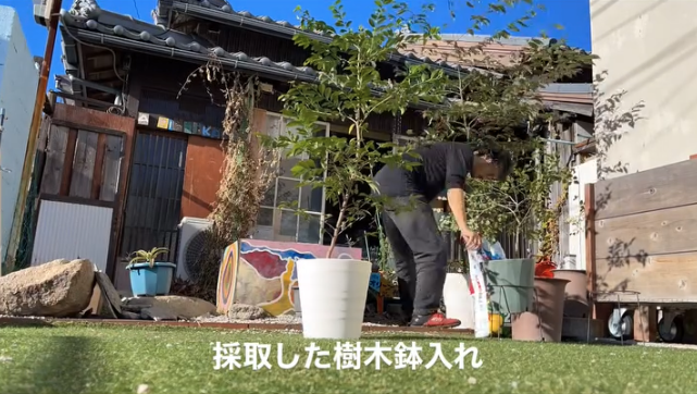 A person planting a young tree in a garden with a traditional Japanese house in the background, under a clear blue sky.